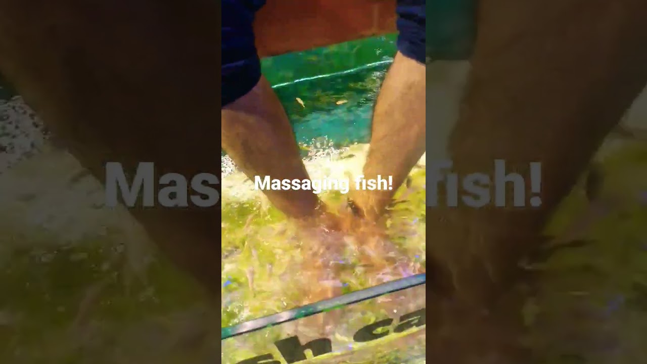 Get Foot massage from fish!