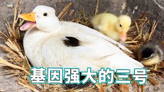 The gene of No.3 is really strong. The two newly hatched ducklings are all its children  ugly and a