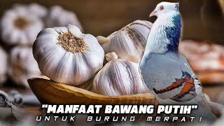 MANFAAT BAWANG PUTIH UNTUK MERPATI ‼️