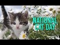 😺 October 29 - National...