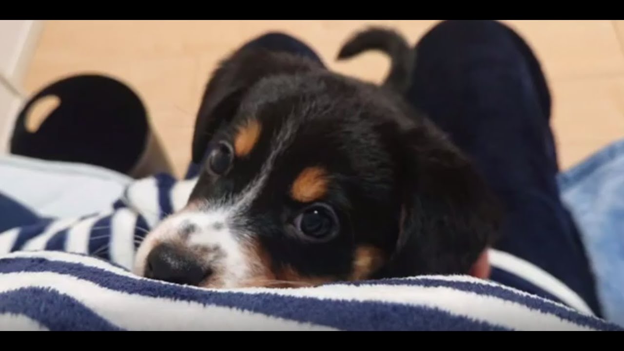 Holy - Cavalier King Charles Spaniel × Shiba dog Mix Puppy - YouTube