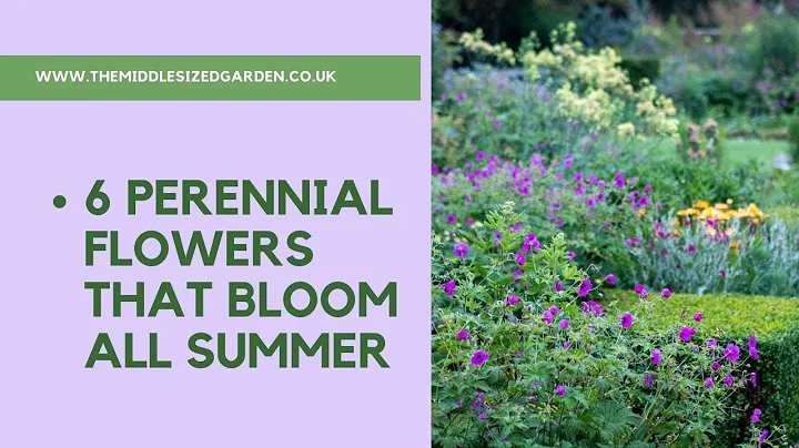 6 perennial flowers that bloom all summer - plus a bonus plant - DayDayNews