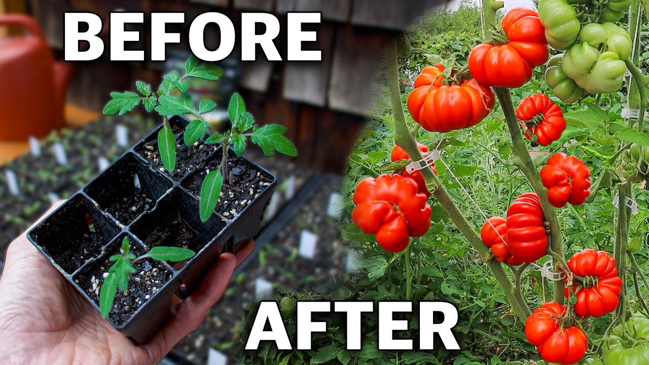 Tomatoes: A Complete Growing Guide