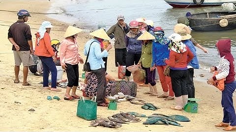 Cá Chết Hàng Loạt Ở Ven Biển Miền Trung Phó Thủ Tướng Yêu Cầu Làm Rõ Nguyên Nhân