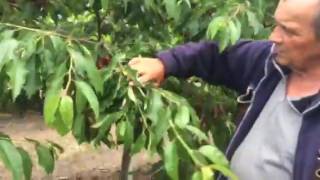 Плодоношение интенсивного карликового сада черешни - питомник Маценко