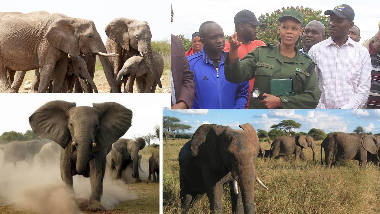 HIZI HAPA NJIA/MBINU ZA KUMFUKUZA TEMBO