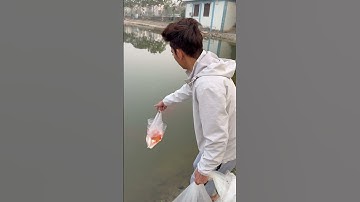 Ông Công Ông Táo cưỡi cá Koi  #quycaynhat #hatkichre #loduongchat #thuoclua