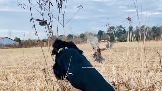 Gordon Setter puppy Sadie finds quail then has them get up from under her nose