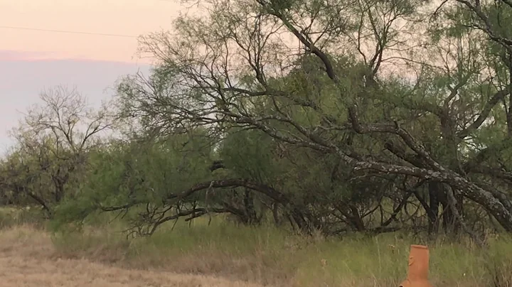 Deer Fight at Russell Ranch Burkett Texas