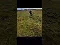 #ferreting #hunting #rabbiting #fieldsports #lurcher #entertainment #foryou #subscribe #hound