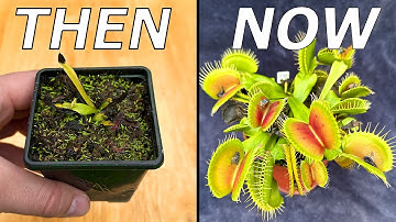No Bullsh!t Venus Flytrap Care Guide