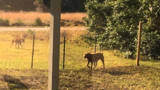 Pit Bull & Coyote