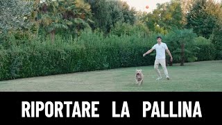 LEZIONE 7: Insegnare al cane come riportare indietro la pallina!