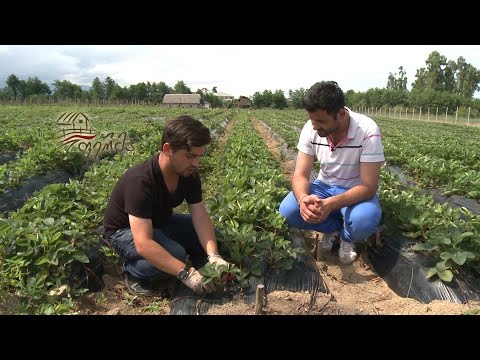 ფერმა - ახალგაზრდა ლექტორის წარმატებული მეურნეობა