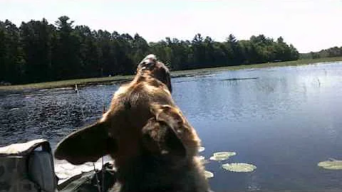 Dog's head spins while going fishing