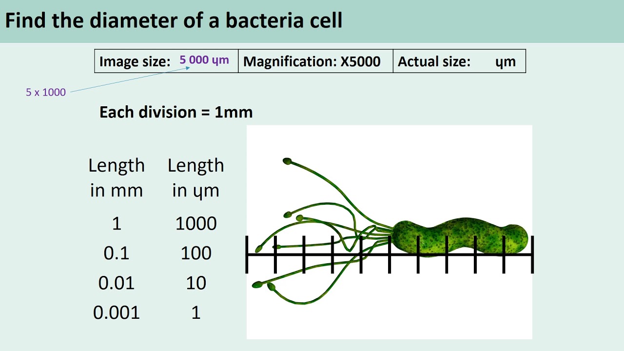 Week 1 Lesson 2 Vocal Microscopes year 9 Mrs C YouTube