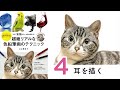 ネコ【耳を描く】～超絶リアルな色鉛筆画のテクニック～ ここまる / 色鉛筆画