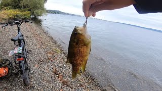 Multi Species Fishing In Lake Washington (Seattle Fishing)