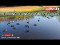 Relaxing sounds from the ducks  natural ducks sound  ducks on the pond sakuralakwachera9382