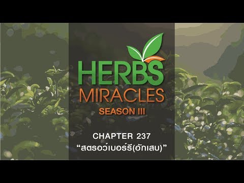 มหัศจรรย์สมุนไพร(Herbs Miracles) Season3 ตอนที่ 237 "สตรอว์เบอร์รี" กับ "อักเสบ"
