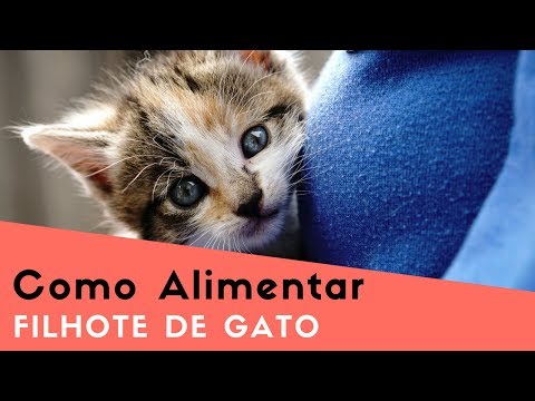 Vídeo: Como Alimentar Um Gatinho Aos 3 Meses