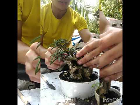 Video: Die Veelsydige En Legendariese Euphorbia