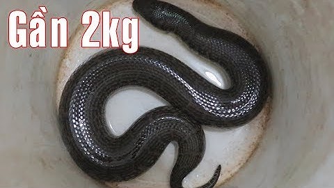 Ông anh thăm dớn hết hồn dính con rắn khủng | giant snake| Bông lúa Miền Tây