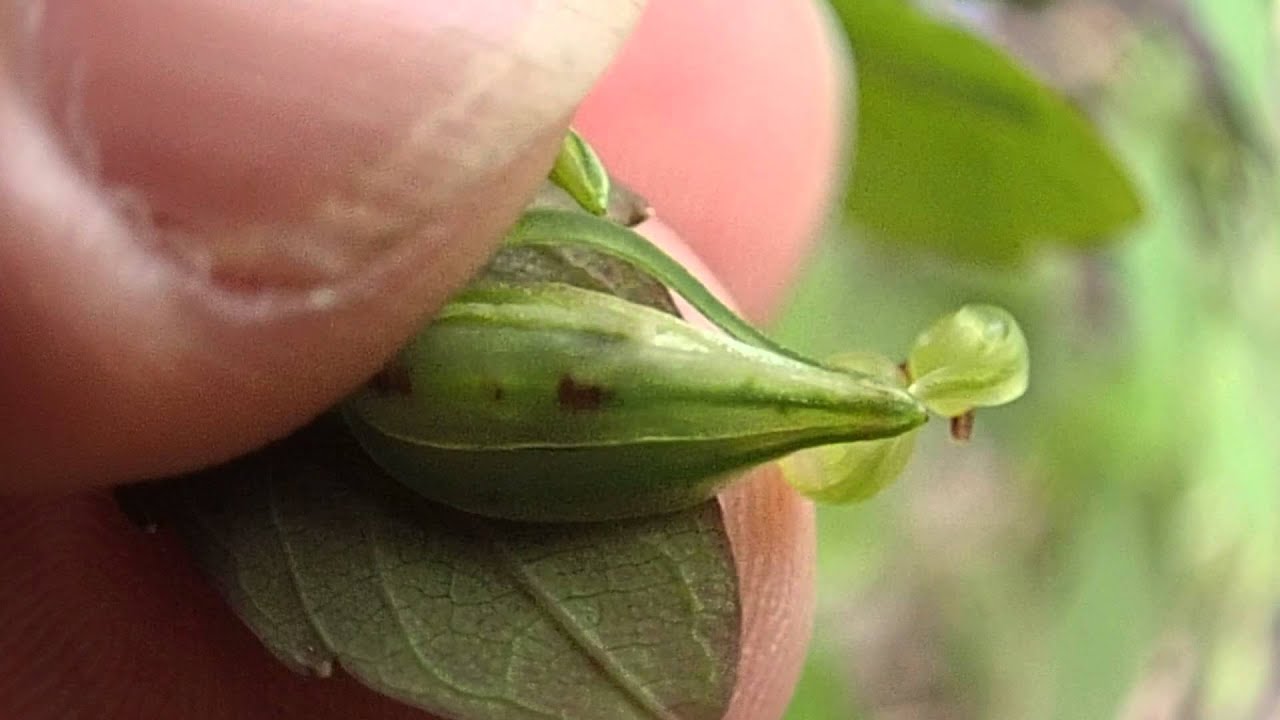 Spotted Touch-Me-Not Pod Exploding - YouTube