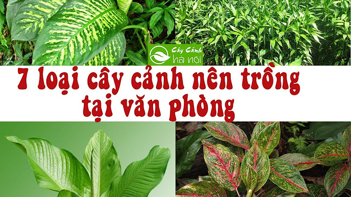 Báo giá cây trồng trong văn phòng tại hà nội năm 2024