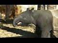 マレーバクの鳴き声 / 東山動物園