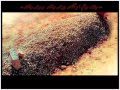 ماهي بضيقة صدر وكلنا مسافرين ياليتني همك ماهي بضيقة صدر وكلنا مسافرين ياليتني همك