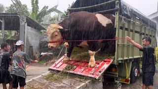 GIANT COW DOWNS FROM THE BENGGOLO BANGKIT LEMBU TRUCK ‼