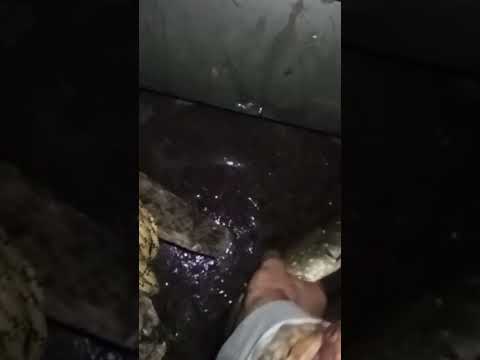 Маленькая щука съела огромную плотву #fishing #рыбалка #рыба #fish #жерлицы
