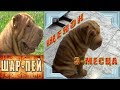 Шарпей щенок, первые дни в доме ( Мартин ). Sharpei puppy, the first days in the house. ( Martin )