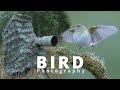 BIRD PHOTOGRAPHY is MORE than THIS // Chair blind - Urban wildlife