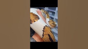 Piebald is the King of the Royalpython family #joinreptiles #pythonregius #piebald #morphagene #pets