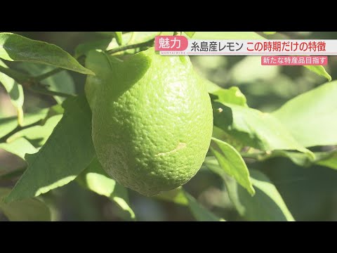 この時期だけ！「グリーンレモン」糸島の新たな特産品へ　バーのオーナーの挑戦　福岡