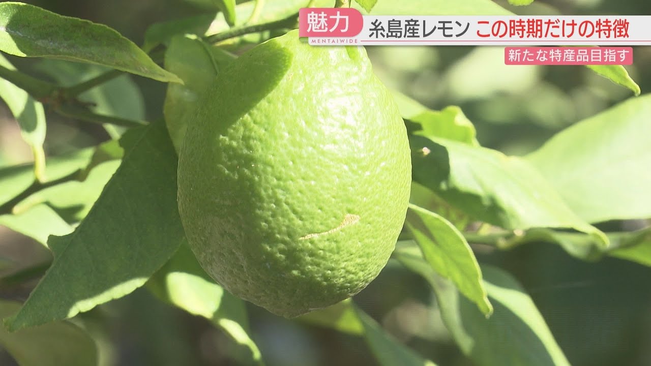 みどりのれもん maxresdefault.jpg