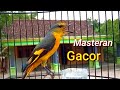Mantenan Gunung Gacor Cocok Untuk Masteran Mp3 - Mp4 Download