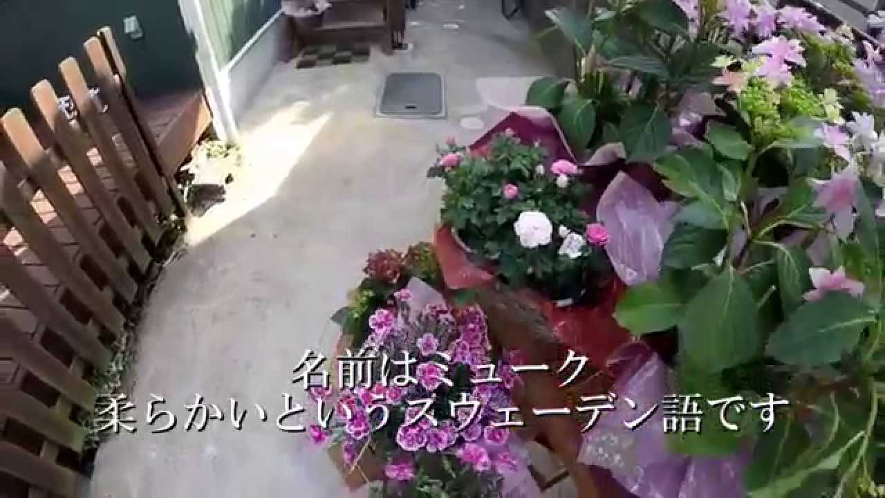 つくばの新しい花屋さん Mjuk ミューク Youtube つくばの新しい花屋さん Mjuk ミューク Youtube