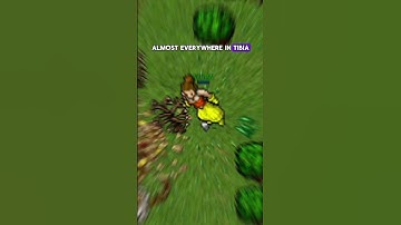 Tibia Time Boosted Series: Bear! 🐻 #tibia #gaming #shorts