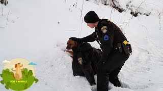 Sheriff Deputy Photographed Giving His Coat To A Dog That Was Hit By A Car by Top Animals Story 868 views 3 years ago 2 minutes, 57 seconds