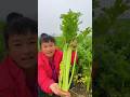 Amazing celery farming by rural farmer | Amazing Fresh vegetables harvesting #shorts #vegetables