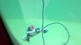 ROV - Sea Perch