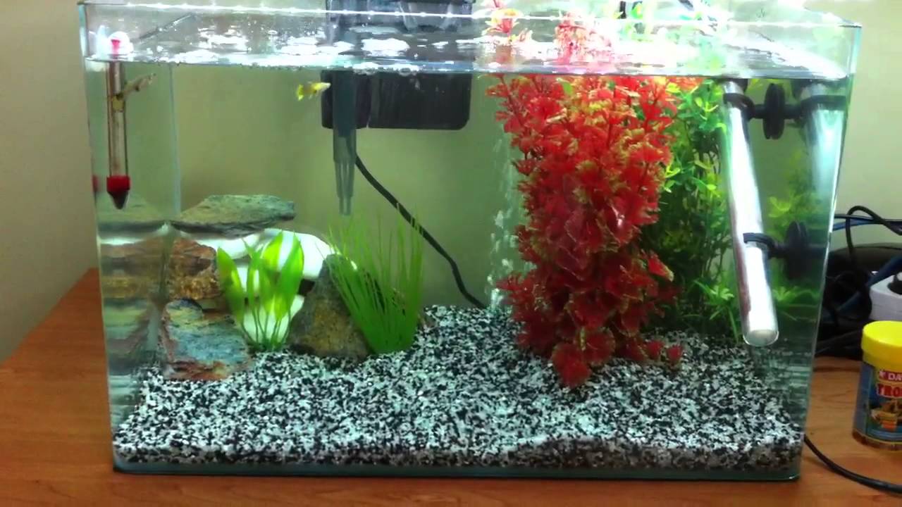 Resultado de imagen de crÃ­a de guppys