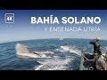 Plan Ballenas Bahía Solano y Utría - Colombia 2019 |HD - 4K|