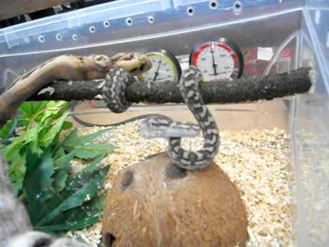 Carpet Python setup - YouTube