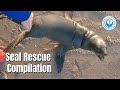 10 Seals rescued in 90 minutes compilation