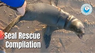 10 Seals rescued in 90 minutes compilation