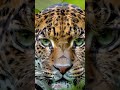 #facts about jaguar #